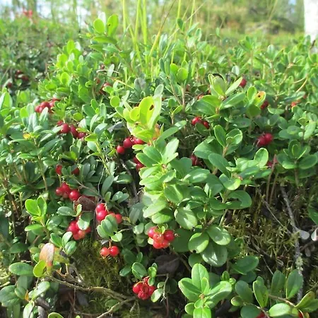 Kukka , Laatulomat 別荘 *