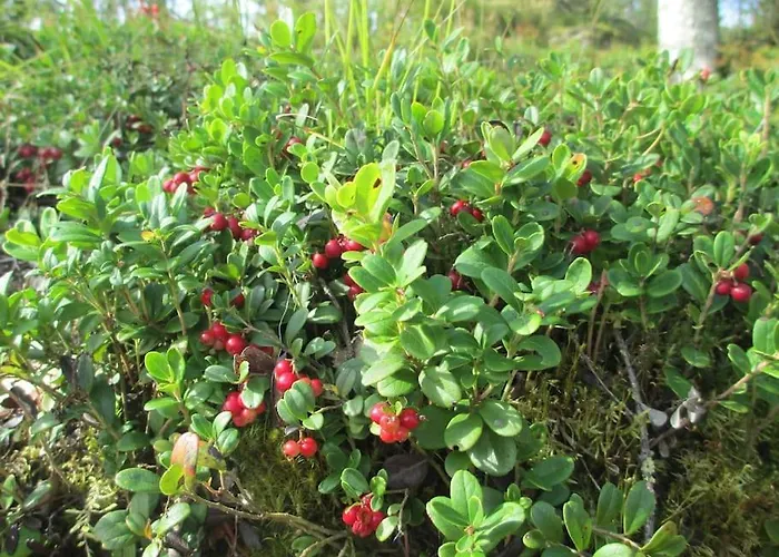 Kukka , Laatulomat Дом отдыха *